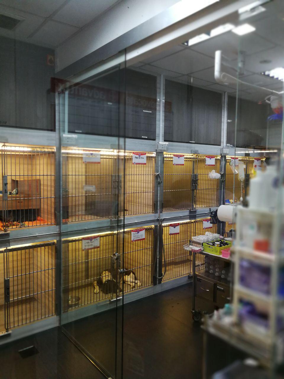 Separated Dog and Cat Wards - Stars Veterinary Clinic